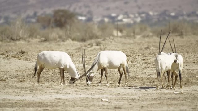 White Oryx Oryx leucoryx Fighting in the Negev Desert Israel