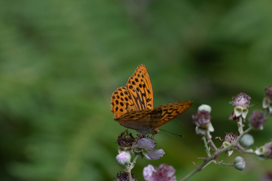 Mariposa nacarada