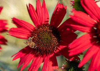 Flowers of  Echinacea - an herb stimulating the immune system