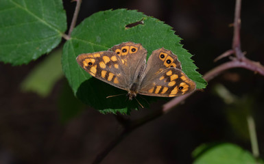 mariposa maculada