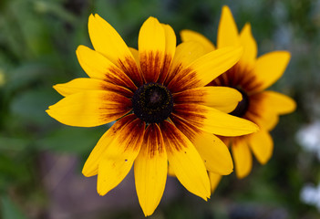 Flowers of  Echinacea - an herb stimulating the immune system