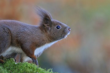 Naklejka na ściany i meble Art view on wild nature. Portrait of a Cute red squirrel in autumn scene . Wildlife in November forest. Sciurus vulgaris