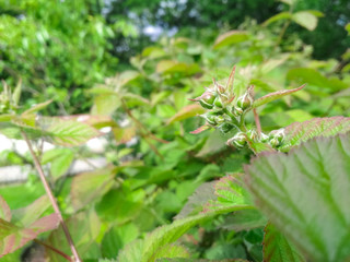 Berry background. Close up of Blackberry flowering bush. Unripe blackberries on the bush with selective focus.