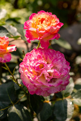 Colorful roses flowers on the branch in the garden