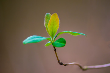 a fresh branch with green leaves in the forest
