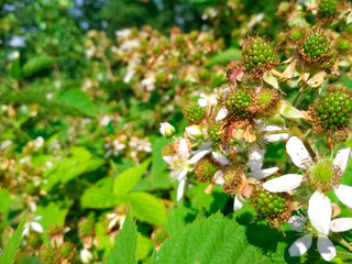 Berry background. Close up of Blackberry flowering bush. Unripe blackberries on the bush with selective focus.