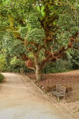 Old cork oak tree in a park