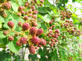 Berry background. Close up of ripe blackberry. Ripe and unripe blackberries on the bush with. Selective focus.