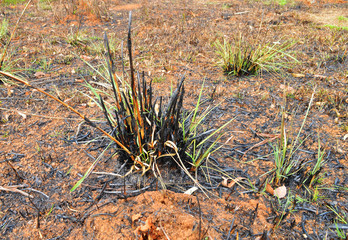dead and burnt plants growing again