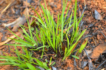 dead and burnt plants growing again