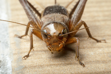 Cricket closeup on a brown wooden table