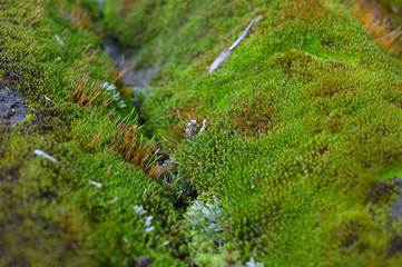 macro image of moss with some parts in focus