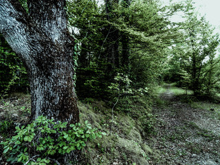 Chemin forêt de Lanmary.