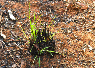 dead and burnt plants growing again