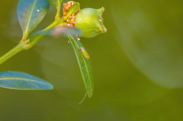 a fresh branch with green leaves in the forest