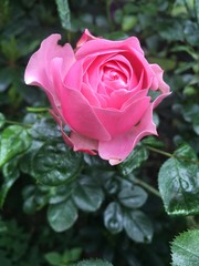 pink rose in garden