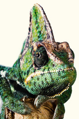 Close-up of a head of a green yellow chameleon from the front one eye is fixing the camera.