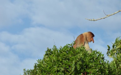 Proboscis monkey