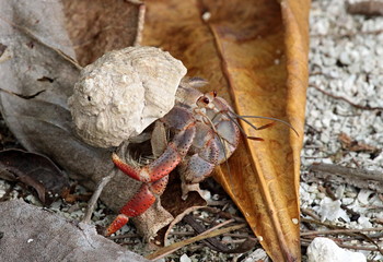 The Crab with Conch on Utila Island. The Caribbean Sea. Honduras.