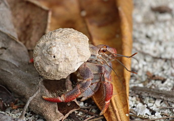 The Crab with Conch on Utila Island. The Caribbean Sea. Honduras.