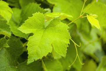 a fresh branch with green leaves in the forest