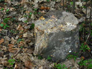 Szary brudny pień na tle jesiennych liści © vofchok