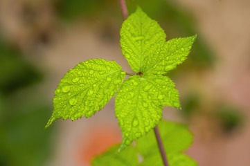 a fresh branch with green leaves in the forest