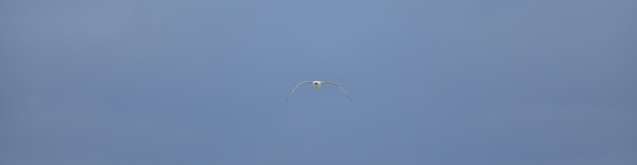 white seagull flying on blue sky