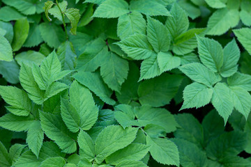 green leaves background