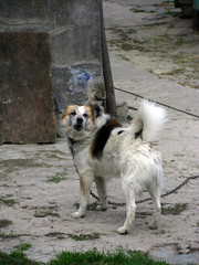 Biały z ciemnymi plamami pies przepięty łańcuchem na podwórku