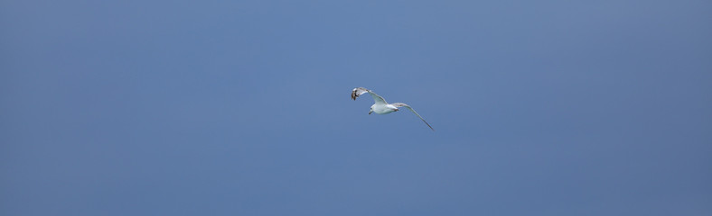 white seagull flying on blue sky