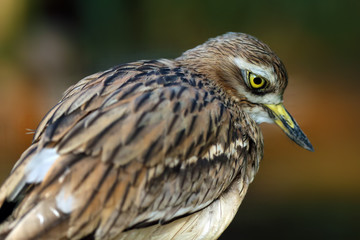 The Eurasian stone-curlew, Eurasian thick-knee, or simply stone-curlew (Burhinus oedicnemus), portrait of the adult bird.