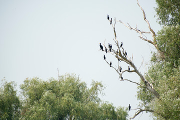 Birds resting in a tree in Danube Delta area,  Romania,  in a summer sunny day,  clear blue sky