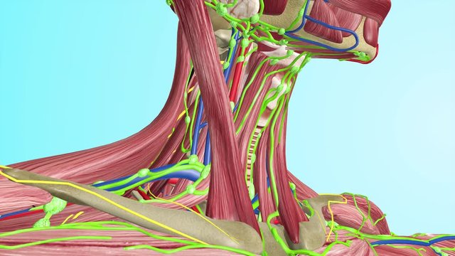 Cervical Lymph Nodes with Full Body Muscles Circulatory Veins Arteries Lymphatic System 