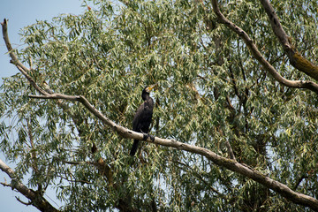 Birds resting in a tree in Danube Delta area,  Romania,  in a summer sunny day,  clear blue sky