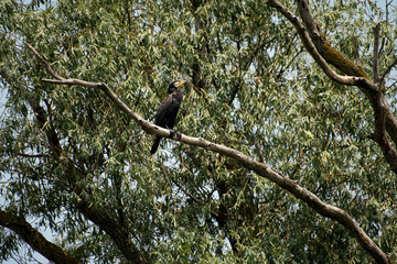 Birds resting in a tree in Danube Delta area,  Romania,  in a summer sunny day,  clear blue sky