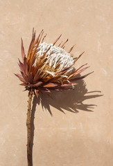 dried exotic flower Protea and shadow on beige  paint textured background close up . poster....