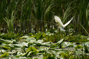 Landscape with waterline and birds in Danube Delta,  Romania,  in a summer day