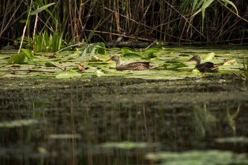 Landscape with waterline and birds in Danube Delta,  Romania,  in a summer day