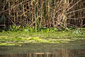 Landscape with waterline and birds in Danube Delta,  Romania,  in a summer day