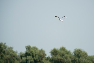 Landscape with waterline and birds in Danube Delta,  Romania,  in a summer day