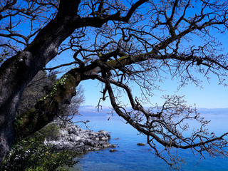tree and sky