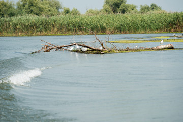 Landscape with waterline and birds in Danube Delta,  Romania,  in a summer day