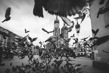 Pigeons in Cracow Main Square. Malopolska Poland 