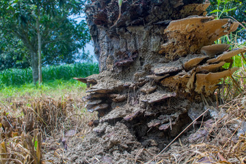 Natural Fungus on the fields. List of Fungi Benefits. Close up of natural Fungus or Fungi on a tree trunk-forest