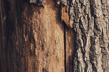 Pine tree trunk with peeled bark close up