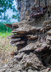 Close up of natural Fungus or Fungi on a tree trunk-forest