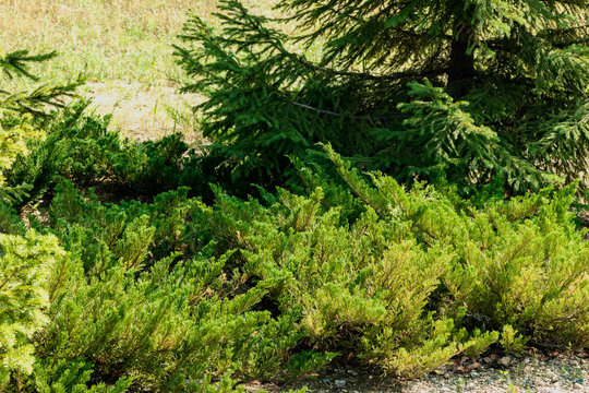 Low bushes of different shades of green on the background of the bottom of the sprawling spruce.