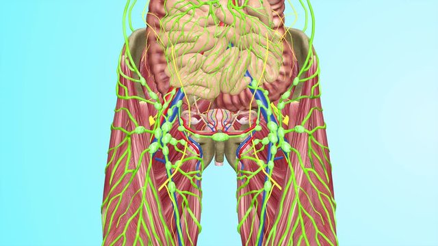 Human  Pelvic Lymph Nodes with Full Body Muscles Circulatory Veins Arteries Lymphatic System 