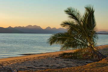 Palm tree on sandy beach at dawn with Hinchinbrook Island in background at Cardwell Queensland Australia.
